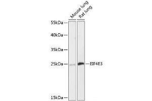 Western blot analysis of extracts of various cell lines using EIF4E3 Polyclonal Antibody at dilution of 1:3000. (EIF4E3 anticorps)