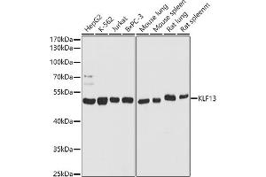 Western blot analysis of extracts of various cell lines, using KLF13 antibody (ABIN7268153) at 1:1000 dilution. (KLF13 anticorps  (AA 100-200))
