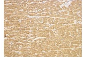 Immunohistochemical staining of human heart cells using AP30887PU-N at 2 μg/ml.