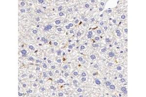 Immunohistochemistry analysis of paraffin-embedded mouse liver using,FCN1 (ABIN7073952) at dilution of 1: 3000 (FCN1 anticorps)