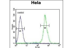 EBP Antibody (N-term) (ABIN652952 and ABIN2842607) flow cytometric analysis of Hela cells (right histogram) compared to a negative control cell (left histogram). (EBP anticorps  (N-Term))