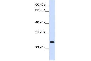 ORC6L antibody used at 1 ug/ml to detect target protein. (ORC6 anticorps)