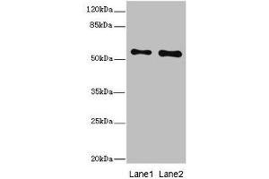 Western blot All lanes: RPS6KL1 antibody at 4. (RPS6KL1 anticorps  (AA 1-130))