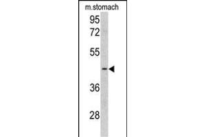 Western blot analysis of CLU antibody (C-term) (ABIN390569 and ABIN2840898) in mouse stomach tissue lysates (35 μg/lane). (CLUAP1 anticorps  (C-Term))