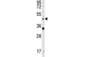 WNT5A antibody western blot analysis in HeLa lysate.