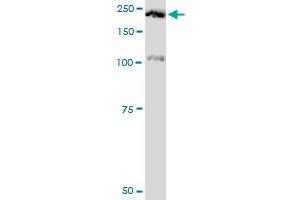 PLXNA2 monoclonal antibody (M06), clone 2G5.