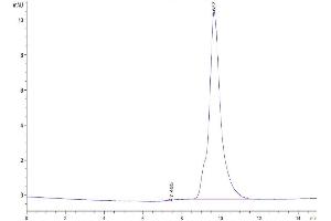 The purity of Human uPAR Domain 1 is greater than 95 % as determined by SEC-HPLC.