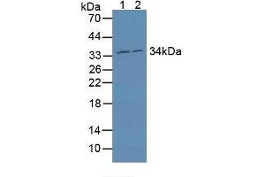 Figure. (MRPL1 anticorps  (AA 147-285))
