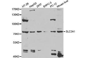 Western Blotting (WB) image for anti-Solute Carrier Family 3 Member 1 (SLC3A1) antibody (ABIN1876686) (SLC3A1 anticorps)