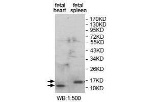 Western Blot analysis of fetal heart and fetal spleen Lysate with anti-ANAPC16 antibody. (ANAPC16 anticorps  (Middle Region))