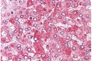 Anti-ERAP1 / ARTS1 antibody  ABIN1048575 IHC staining of human liver. (ERAP1 anticorps  (Internal Region))
