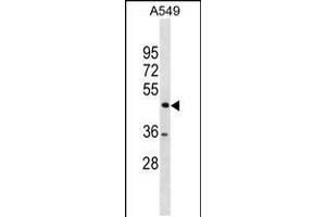 Western blot analysis in A549 cell line lysates (35ug/lane). (TSPYL1 anticorps  (C-Term))