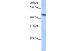 Western Blotting (WB) image for anti-ADAM Metallopeptidase Domain 33 (ADAM33) antibody (ABIN2463304) (ADAM33 anticorps)