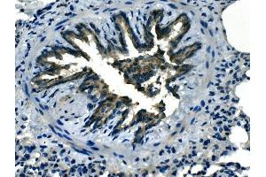 IHC analysis of Olr1 using anti-Olr1 antibody (ABIN7602018). (OLR1 anticorps  (AA 55-364))