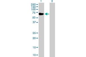 Western Blot analysis of EYA2 expression in transfected 293T cell line by EYA2 MaxPab polyclonal antibody.