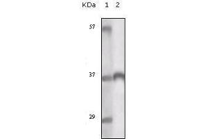 Western Blot showing TYRO3 antibody used against truncated TYRO3 recombinant protein. (TYRO3 anticorps)