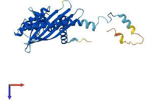 AlphaFold protein structure predicition of Mouse Recombinant Capza3 Protein, UniprotID P70190