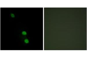 Immunofluorescence (IF) image for anti-TEA Domain Family Member 2 (TEAD2) (AA 71-120) antibody (ABIN2889610) (TEAD2 anticorps  (AA 71-120))