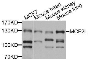 Western blot analysis of extracts of various cell lines, using MCF2L antibody (ABIN6003674) at 1/1000 dilution.