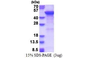SDS-PAGE (SDS) image for Mannosyl (Alpha-1,6-)-Glycoprotein beta-1,2-N-Acetylglucosaminyltransferase (MGAT2) (AA 30-447) protein (His tag) (ABIN5853617)