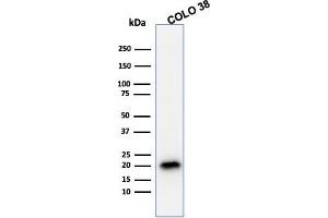 Western Blot Analysis of COLO38 cell lysate using MART-1 / Melan-A Mouse Monoclonal Antibody (A103). (MLANA anticorps)