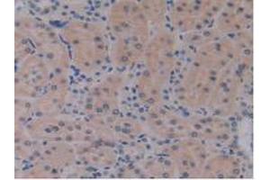 IHC-P analysis of Rat Kidney Tissue, with DAB staining. (IL17RE anticorps  (AA 457-626))