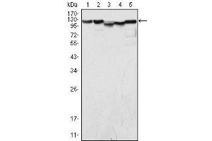 Western Blot showing LSD1 antibody used against COS (1), Hela (2), NIH/3T3 (3), A549 (4) and Jurkat (5) cell lysate. (LSD1 anticorps)