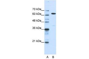 NXF1 antibody used at 1. (NXF1 anticorps  (N-Term))