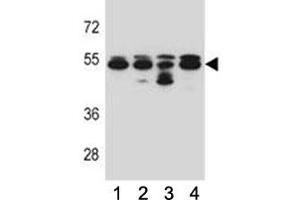 TUBB8 antibody western blot analysis in 293, A549, HepG2, K562 lysate.
