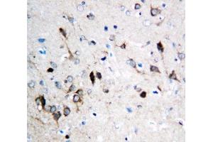 IHC-P: NMDAR1 antibody testing of rat brain tissue