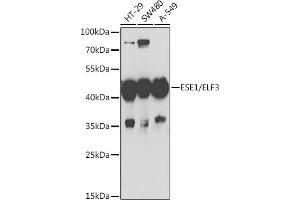 Western blot analysis of extracts of various cell lines, using ESE1/ESE1/ELF3 antibody (ABIN6130347, ABIN6140125, ABIN6140127 and ABIN6221990) at 1:1000 dilution. (ELF3 anticorps  (AA 1-280))