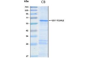 10% SDS-PAGE stained with Coomassie Blue (CB) and peptide fingerprinting by MALDI-TOF mass spectrometry (TCEAL2 Protein (AA 1-227) (GST tag))