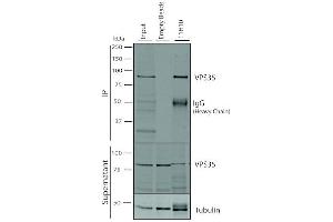 Immunoprecipitation analysis using Mouse Anti-VPS35 Monoclonal Antibody, Clone 11H10 (ABIN6933026). (VPS35 anticorps  (PE))