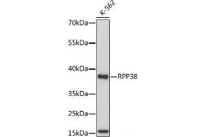 Western blot analysis of extracts of various cell lines using RPP38 Polyclonal Antibody at dilution of 1:1000. (RPP38 anticorps)