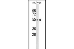 Mouse Vrk2 Antibody (C-term) (ABIN1537192 and ABIN2849056) western blot analysis in mouse liver tissue lysates (35 μg/lane). (VRK2 anticorps  (C-Term))