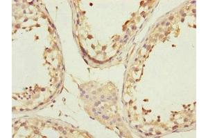 Immunohistochemistry of paraffin-embedded human testis tissue using ABIN7148058 at dilution of 1:100