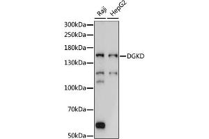 Western blot analysis of extracts of various cell lines, using DGKD antibody (ABIN7266748) at 1:1000 dilution.