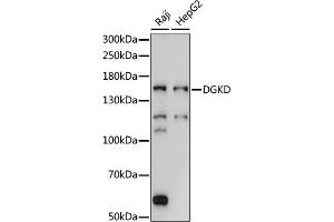 Western blot analysis of extracts of various cell lines, using DGKD antibody (ABIN7266748) at 1:1000 dilution. (DGKD anticorps  (AA 960-1140))
