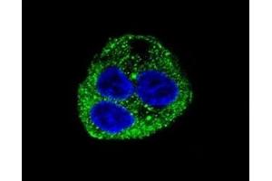 Confocal immunofluorescent analysis of Leptin antibody with HepG2 cells followed by Alexa Fluor 488-conjugated goat anti-rabbit lgG (green).