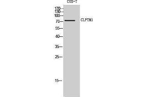 Western Blotting (WB) image for anti-Cleft Lip and Palate Associated Transmembrane Protein 1 (CLPTM1) (Internal Region) antibody (ABIN3174452) (CLPTM1 anticorps  (Internal Region))