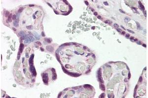 Anti-DLX3 antibody IHC staining of human placenta. (DLX3 anticorps  (N-Term))