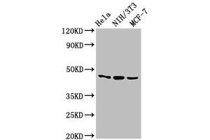 Western Blot Positive WB detected in: Hela whole cell lysate, NIH/3T3 whole cell lysate, MCF-7 whole cell lysate All lanes: MAP2K7 antibody at 2. (MAP2K7 anticorps  (AA 17-160))