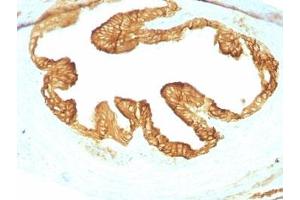 Formalin-fixed, paraffin-embedded rat Oviduct with pan Cytokeratin antibody cocktail (KRTL/1077 + KRTH/1076).