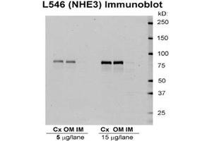 Western blot analysis of Rat kidney tissue lysates showing detection of NHE3 protein using Rabbit Anti-NHE3 Polyclonal Antibody . (SLC9A3 anticorps  (APC))