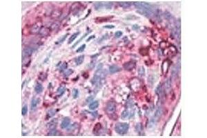IHC testing of human stomach with AGR2 antibody at 4ug/ml. (AGR2 anticorps  (N-Term))