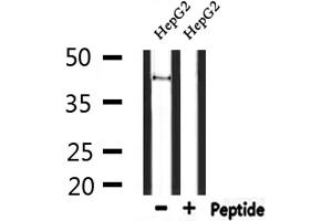 Western blot analysis of extracts from HepG2, using GPR85 Antibody. (GPR85 anticorps  (Internal Region))