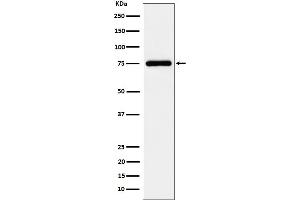 Western blot analysis of TUG expression in K562 cell lysate.