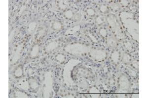 Immunoperoxidase of monoclonal antibody to CDKL1 on formalin-fixed paraffin-embedded human kidney. (CDKL1 anticorps  (AA 259-358))
