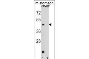 Western blot analysis of MBOAT4 Antibody (Center) Pab (ABIN656250 and ABIN2845565) pre-incubated without(lane 1) and with(lane 2) blocking peptide in mouse stomach tissue lysate.