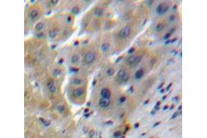IHC-P analysis of Liver tissue, with DAB staining. (Clusterin anticorps  (AA 228-449))